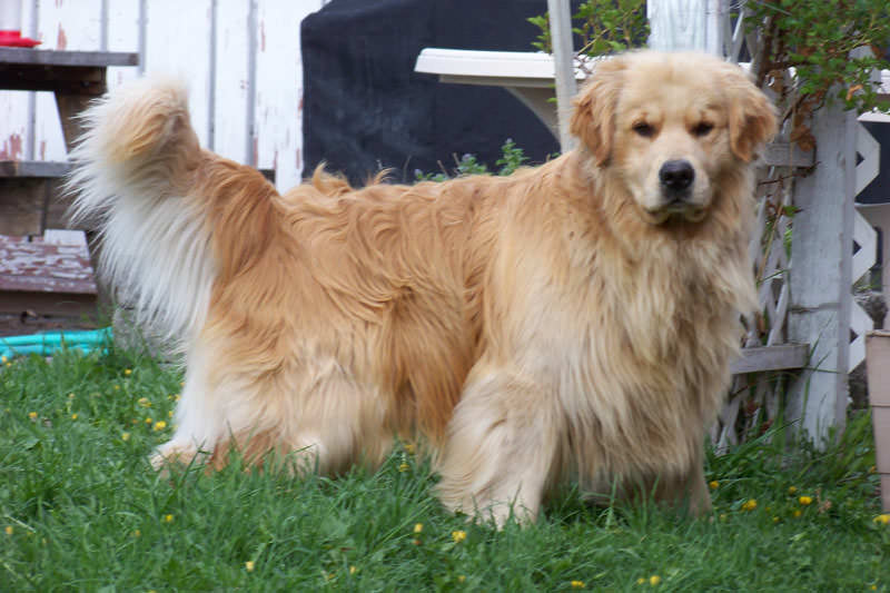 Golden Retriever puppies for sale in 